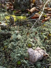 Cladonia cylindrica