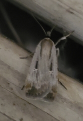 Tathorhynchus exsiccata