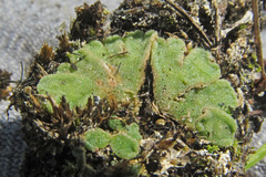 Riccia glauca