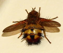 Dejeania bombylans