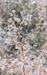 Galium boreale