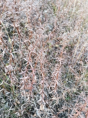 Galium boreale