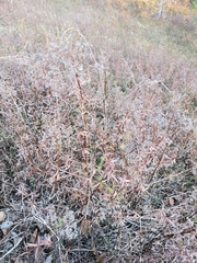 Galium boreale