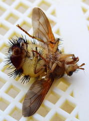 Dejeania bombylans