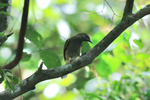 iNaturalist image