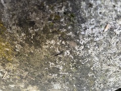 Hydrometra stagnorum