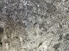 Hydrometra stagnorum