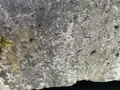 Hydrometra stagnorum