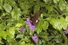 Papilio castor formosanus