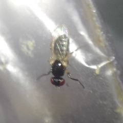 Diptera