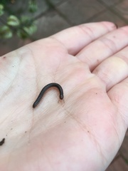 Ommatoiulus sabulosus