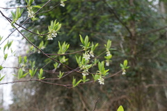 Oemleria cerasiformis