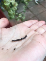 Ommatoiulus sabulosus