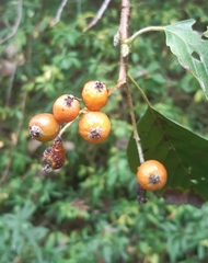Karpatiosorbus