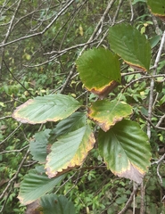 Karpatiosorbus