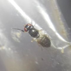 Diptera