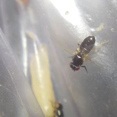 Diptera