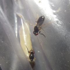 Diptera