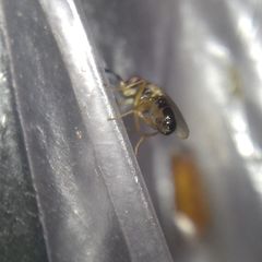 Diptera