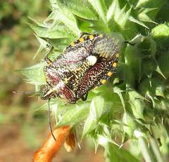 Agonoscelis erosa