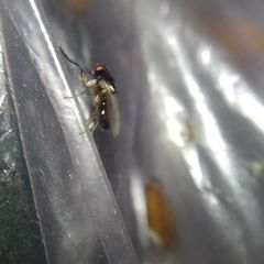 Diptera