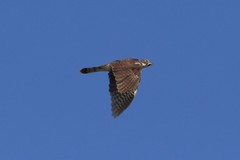 Hierococcyx nisicolor