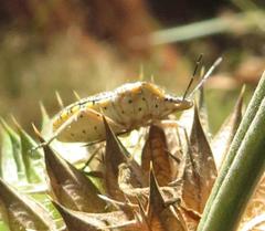 Agonoscelis erosa