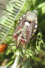 Agonoscelis erosa