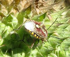 Agonoscelis erosa