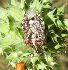 Agonoscelis erosa