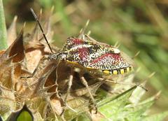 Agonoscelis erosa