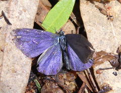 Pseudonacaduba sichela sichela