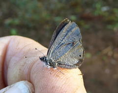 Pseudonacaduba sichela sichela