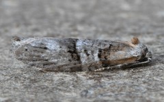 Decodes macdunnoughi