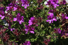 Pelargonium cucullatum cucullatum