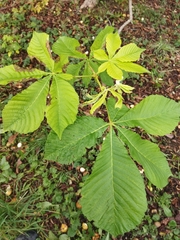 Aesculus hippocastanum
