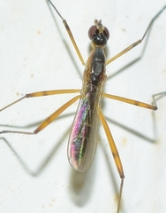 Micropeza grallatrix