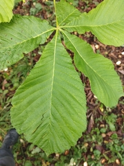 Aesculus hippocastanum
