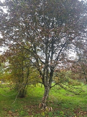 Aesculus hippocastanum