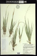 Dichanthelium linearifolium