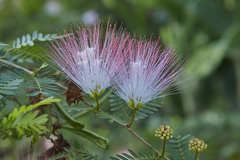 Calliandra surinamensis