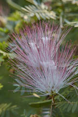 Calliandra surinamensis