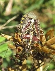 Agonoscelis erosa