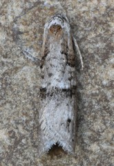 Decodes macdunnoughi