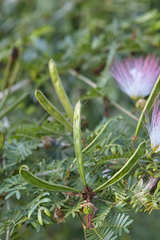 Calliandra surinamensis