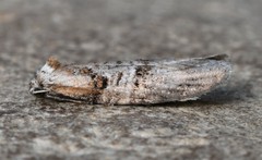 Decodes macdunnoughi