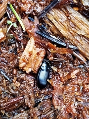Pterostichus aethiops