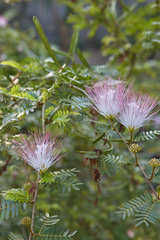 Calliandra surinamensis