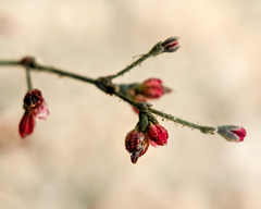 Eriogonum parishii