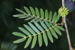 Calliandra surinamensis